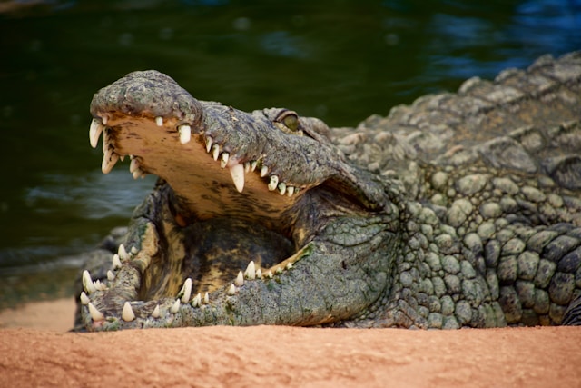 Crocodiles